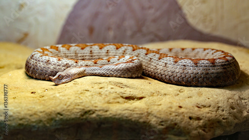 Hornotter ( Vipera ammodytes ) photo