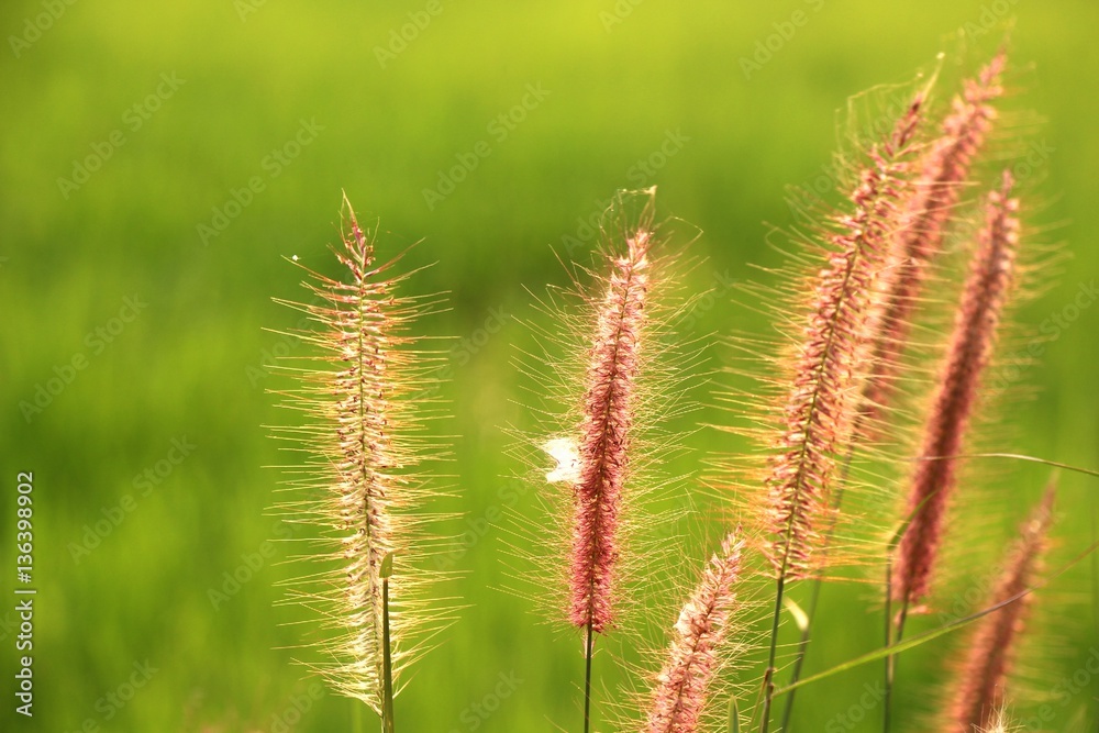 the blooming grass flowers and green backgrounds on the rice field and sun light in the morning the blooming grass flowers and green backgrounds on the rice field and sun light in the morning