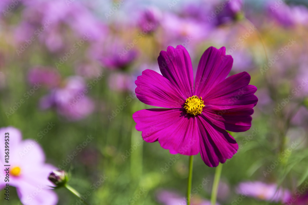 Beautiful cosmos flower garden, outdoor day light Beautiful cosmos flower garden, outdoor day light