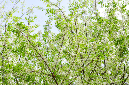 White Wild Himalayan Cherry with green leaves