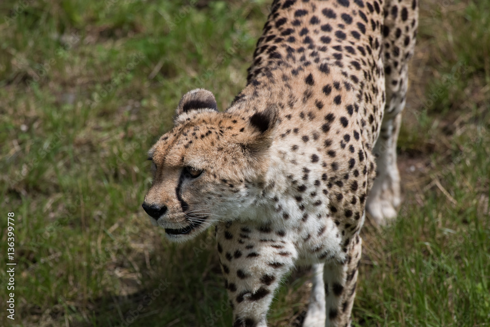 Guépard Guépard