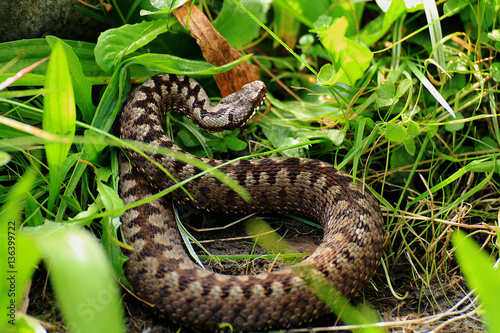 Kreuzotter in Drohhaltung