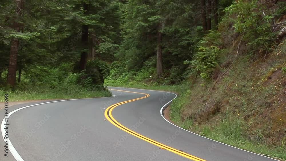 Road going through the Forest, Oregon