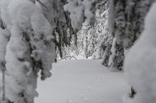 snowy forest