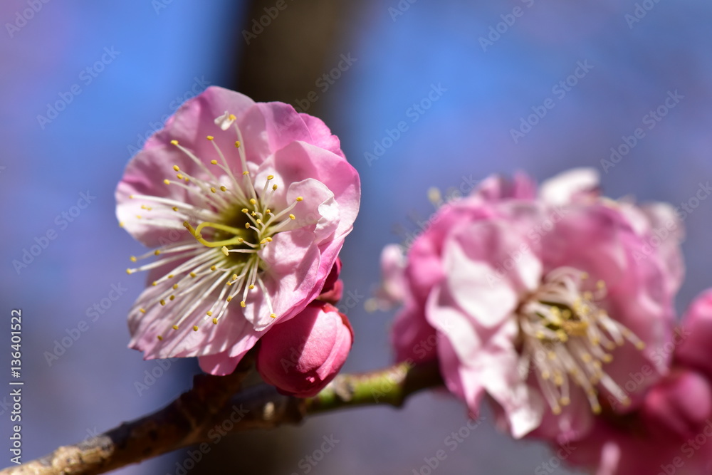 ピンクの梅の花のアップ ピンクの梅の花のアップ