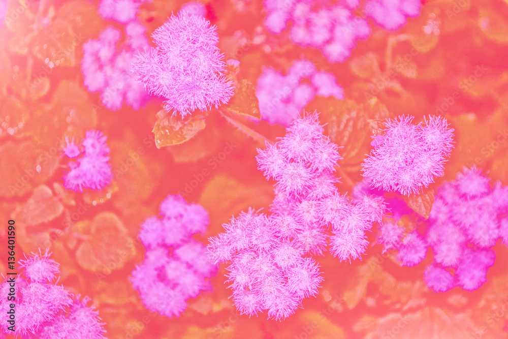 Naklejka premium daisy flower against the background of the summer landscape.