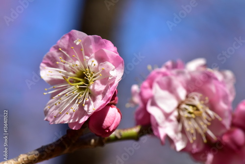 ピンクの梅の花のアップ