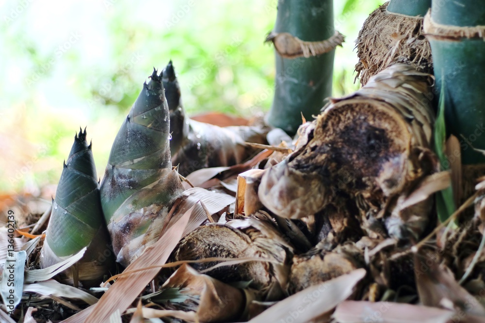 Naklejka premium Bamboo shoot