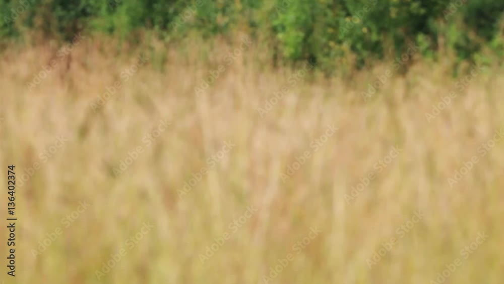 Meadow with dry grass on wind at summer, variable depth of field Meadow with dry grass on wind at summer, variable depth of field