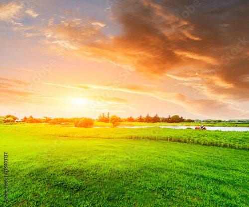 field of green grass and blue sky in summer day