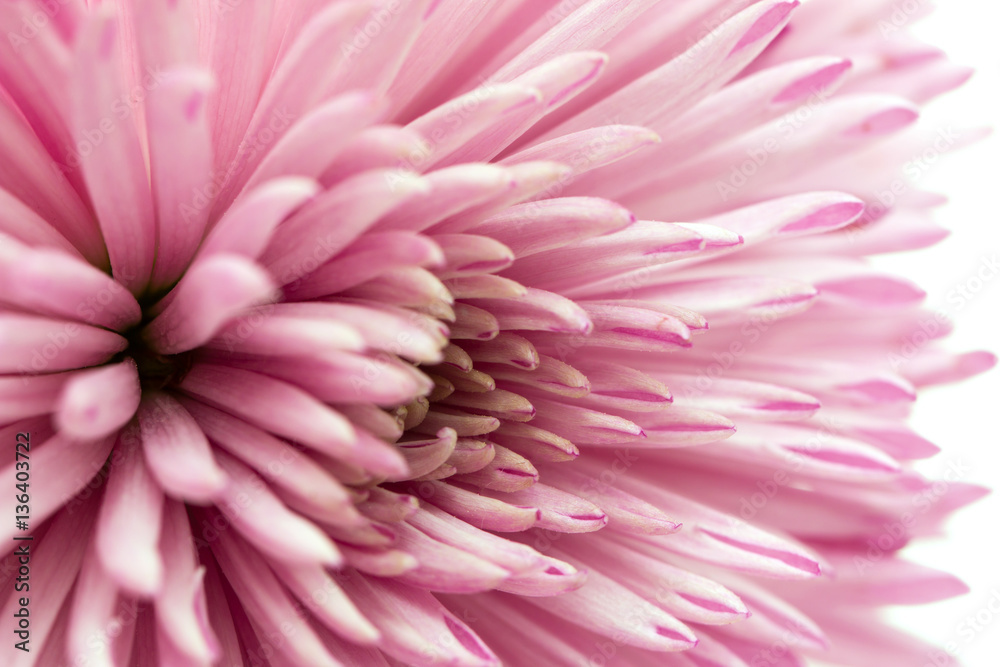 pink chrysanthemum pink chrysanthemum