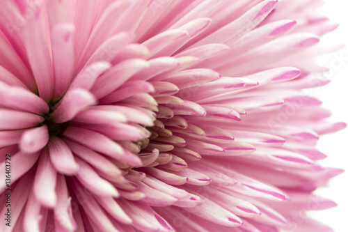 pink chrysanthemum