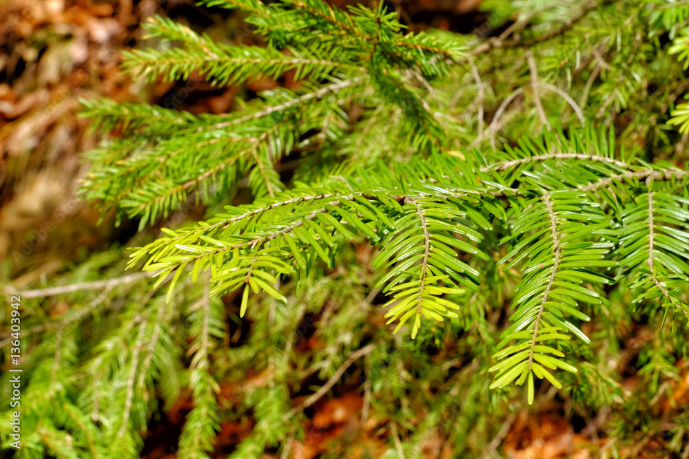 Fir tree branches, closeup Fir tree branches, closeup