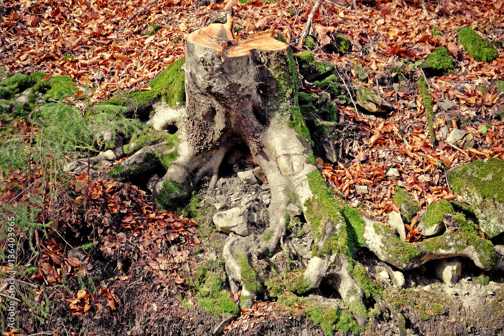 Tree stump in autumn forest