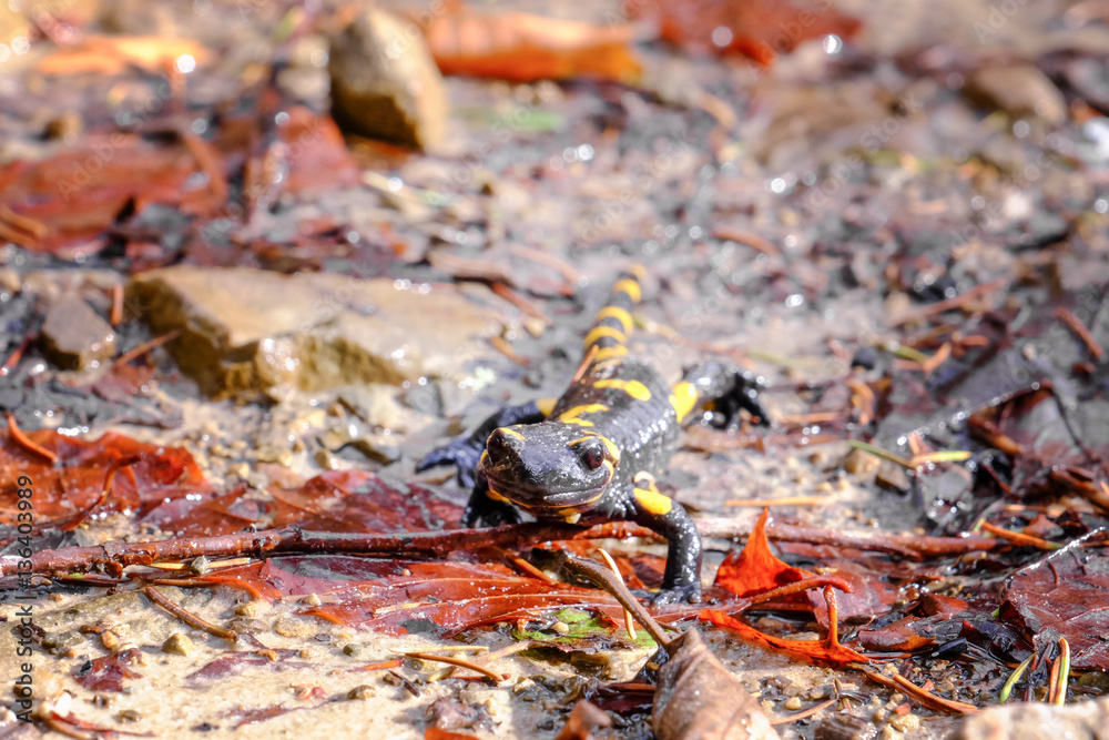 Spotted Salamander on ground, closeup