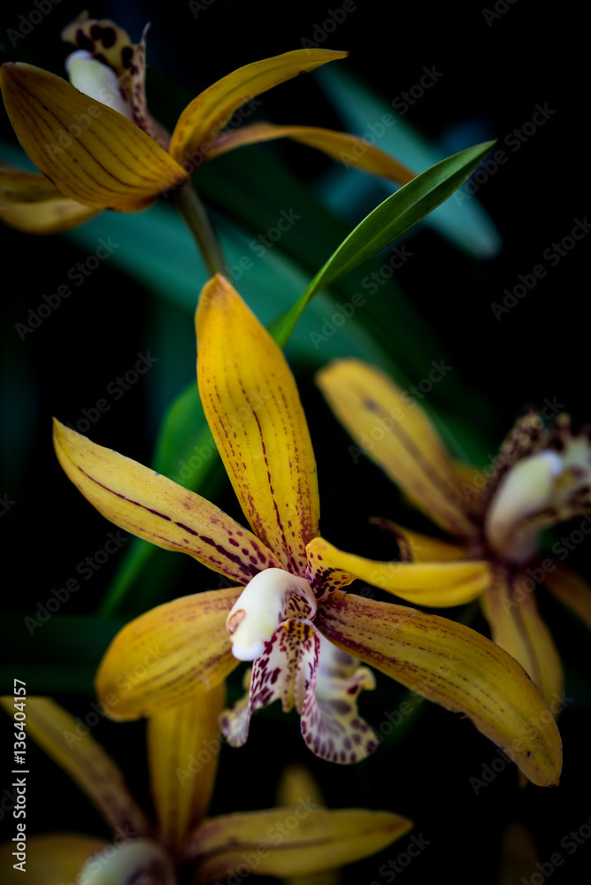 Fototapeta premium orchid hybrids.