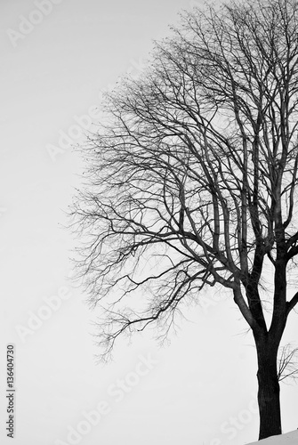 czarnobiale-bezlistne-drzewo