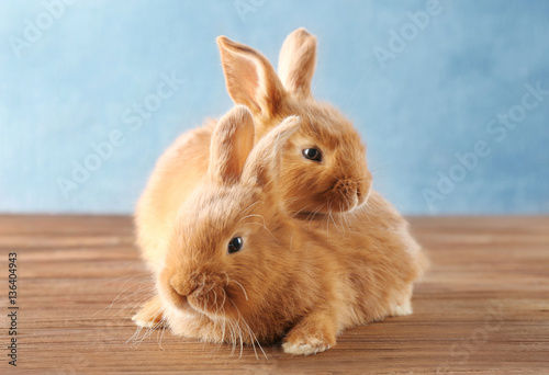 Two cute rabbits on wooden floor