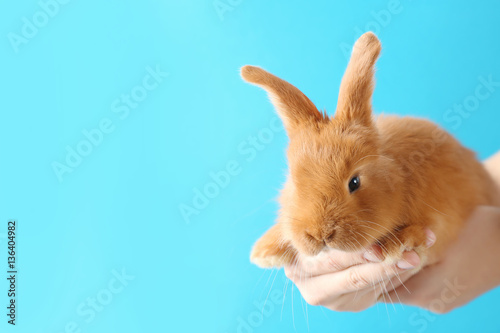 Female hands holding a cute foxy rabbit on blue background