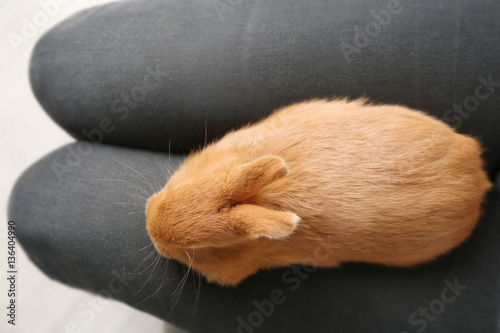 Cute fluffy rabbit on female lap