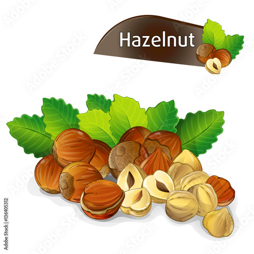 Hazelnut kernel with green leaves isolated on white background vector illustration. Organic food ingredient, traditional vegetarian snack. Hazelnut seed, filbert nut whole and shelled, hazel set.