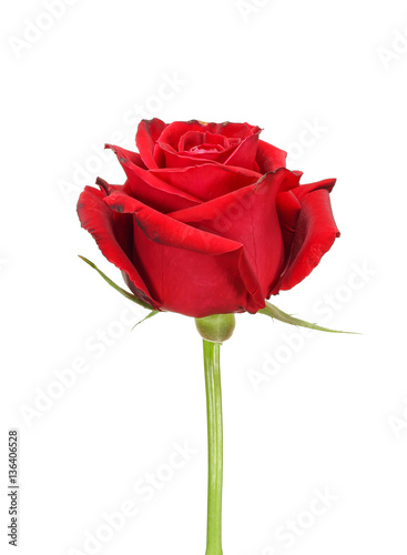 Natural red rose isolated on white background