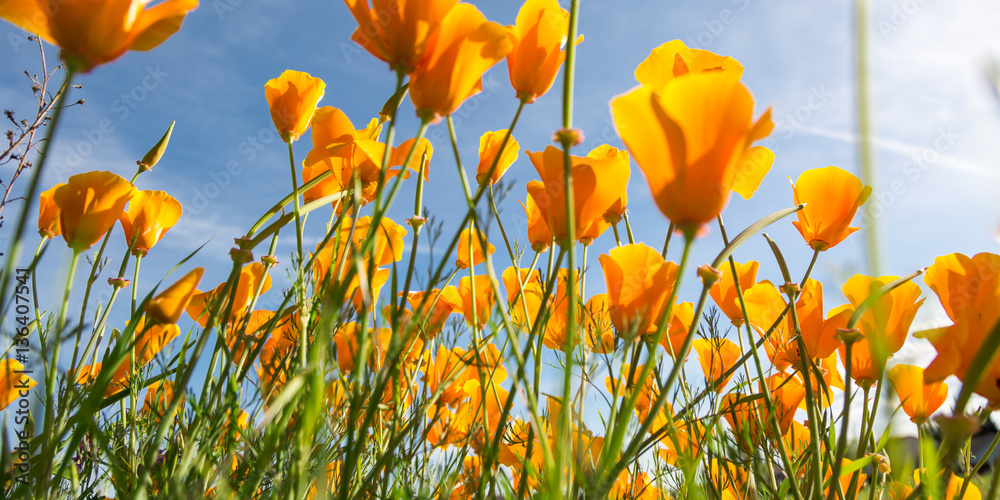 Fototapeta Kalifornia Makowy kwiat w polu z słońcem.
