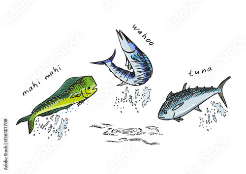Marine fish. Mahi-Mahi, tuna, Wahoo