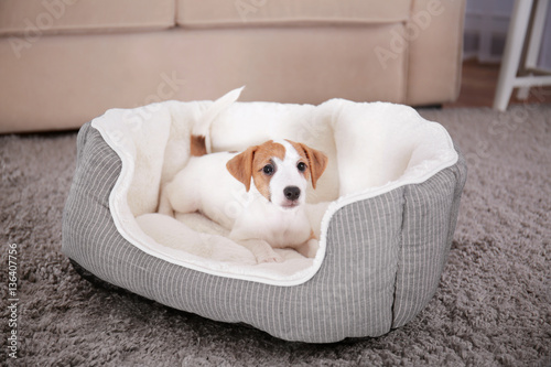 Fototapeta Naklejka Na Ścianę i Meble -  Cute funny puppy in dog bed at home