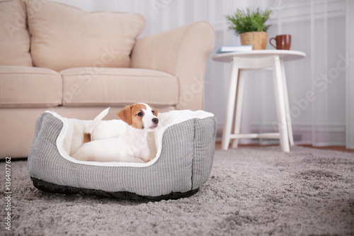 Fototapeta Naklejka Na Ścianę i Meble -  Cute funny puppy in dog bed at home