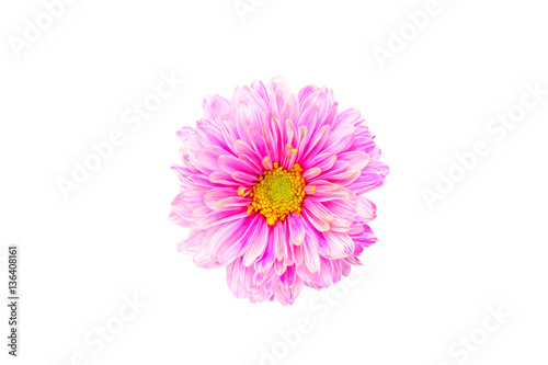 Daisy flower isolated on white background