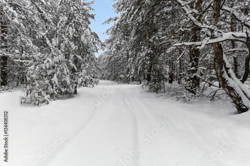 Snowy road in the winter woods on a background of clear sky.