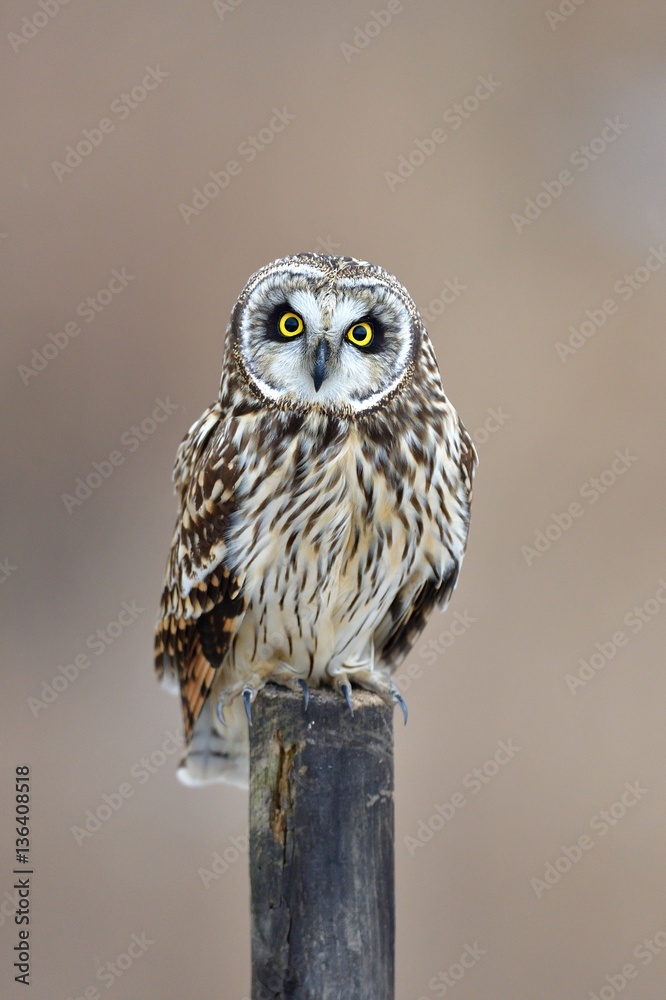 Obraz premium owl, too cute owl is on the post