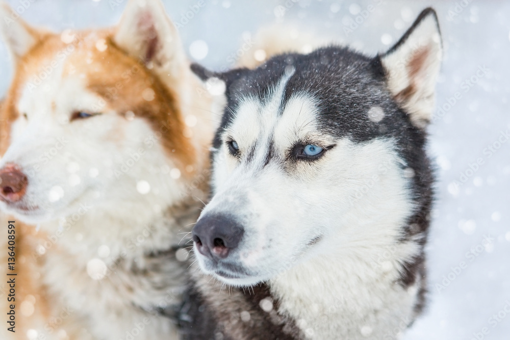 Couple of dogs  Laika Husky looking side. Team work of sled dogs. Winter snowy background. 