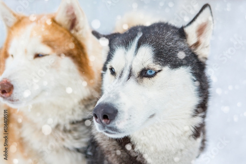 Couple of dogs  Laika Husky looking side. Team work of sled dogs. Winter snowy background.  © Iryna&Maya