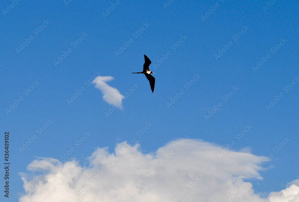 View of a frigatebird in flight in the Galapagos Islands in Ecuador. View of a frigatebird in flight in the Galapagos Islands in Ecuador.