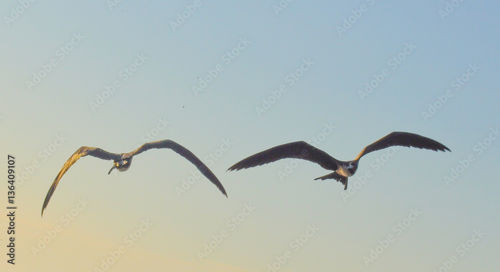 Naklejka premium Closeup view of two frigatebird in flight in the Galapagos Islands in Ecuador.
