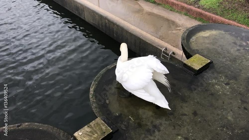Swan ready to dive