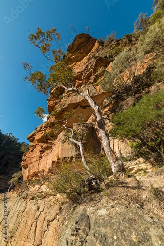 Eucalyptus tree growing on rough rocky surface © Olga K