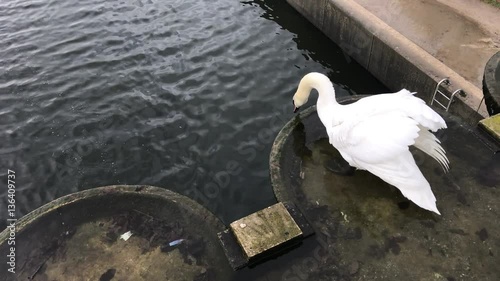 Swan ready to dive