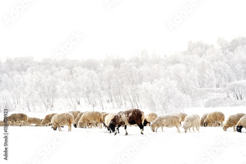 flock of sheep in the snow, group of sheep and hoarfrost on the tree a winter