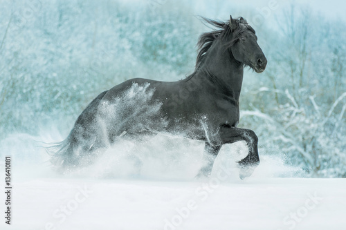 Beautiful black stallion running in winter.