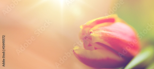 close up of tulip flower