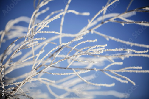 Natura w zimie © Rafal Kucharek