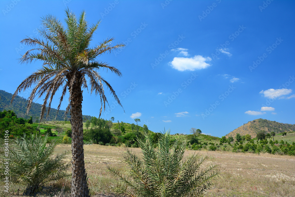 Obraz premium palm during sunny,Beautiful natural.