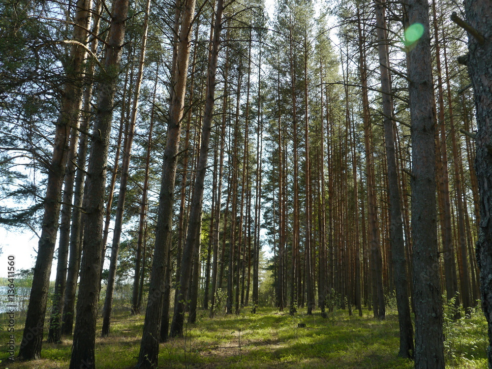 Obraz premium Las sosnowy latem