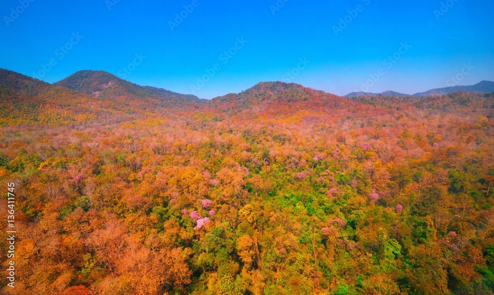 Aerial view of autumn forest