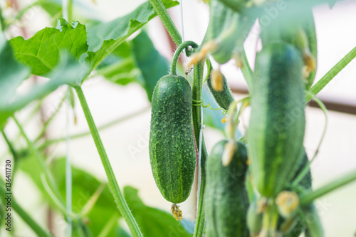 growing cucumbers in the garden

