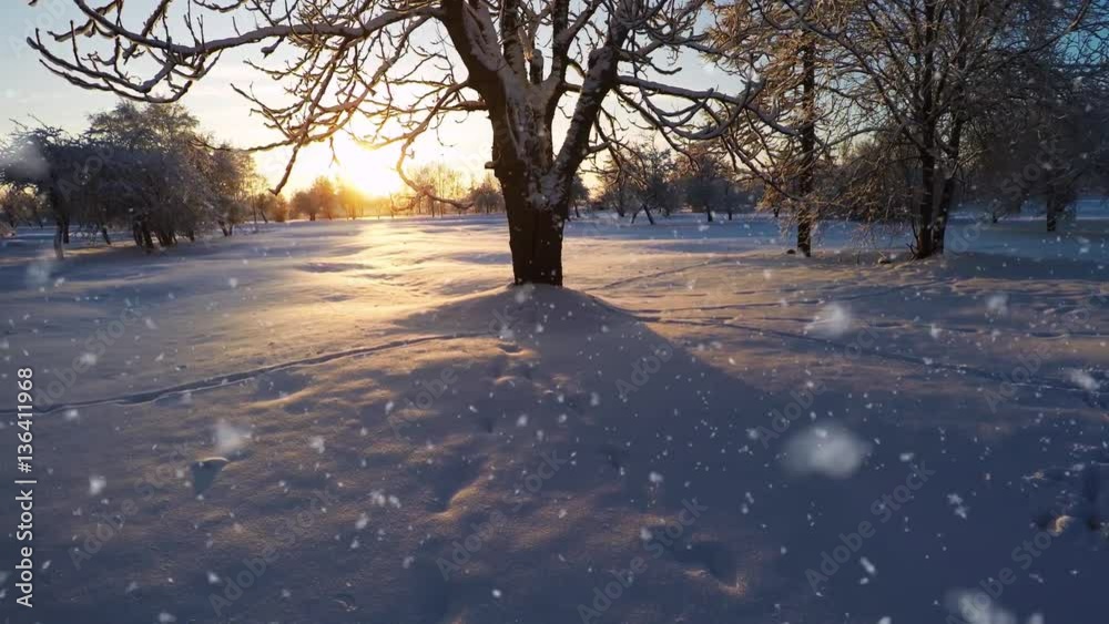 Snowfall. Sunset. Winter landscape. Flight around the trees. Slow motion. Aerial footage. Snowfall. Sunset. Winter landscape. Flight around the trees. Slow motion. Aerial footage.