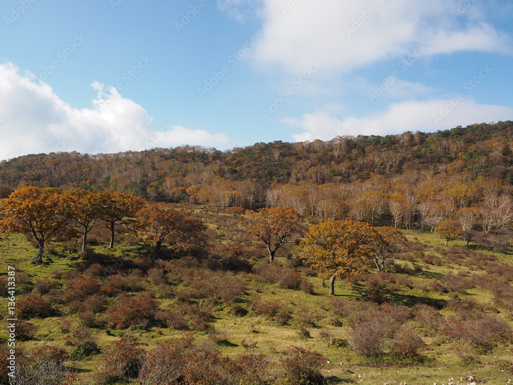 Ａｕｔｕｍｎ leaves in Akagi